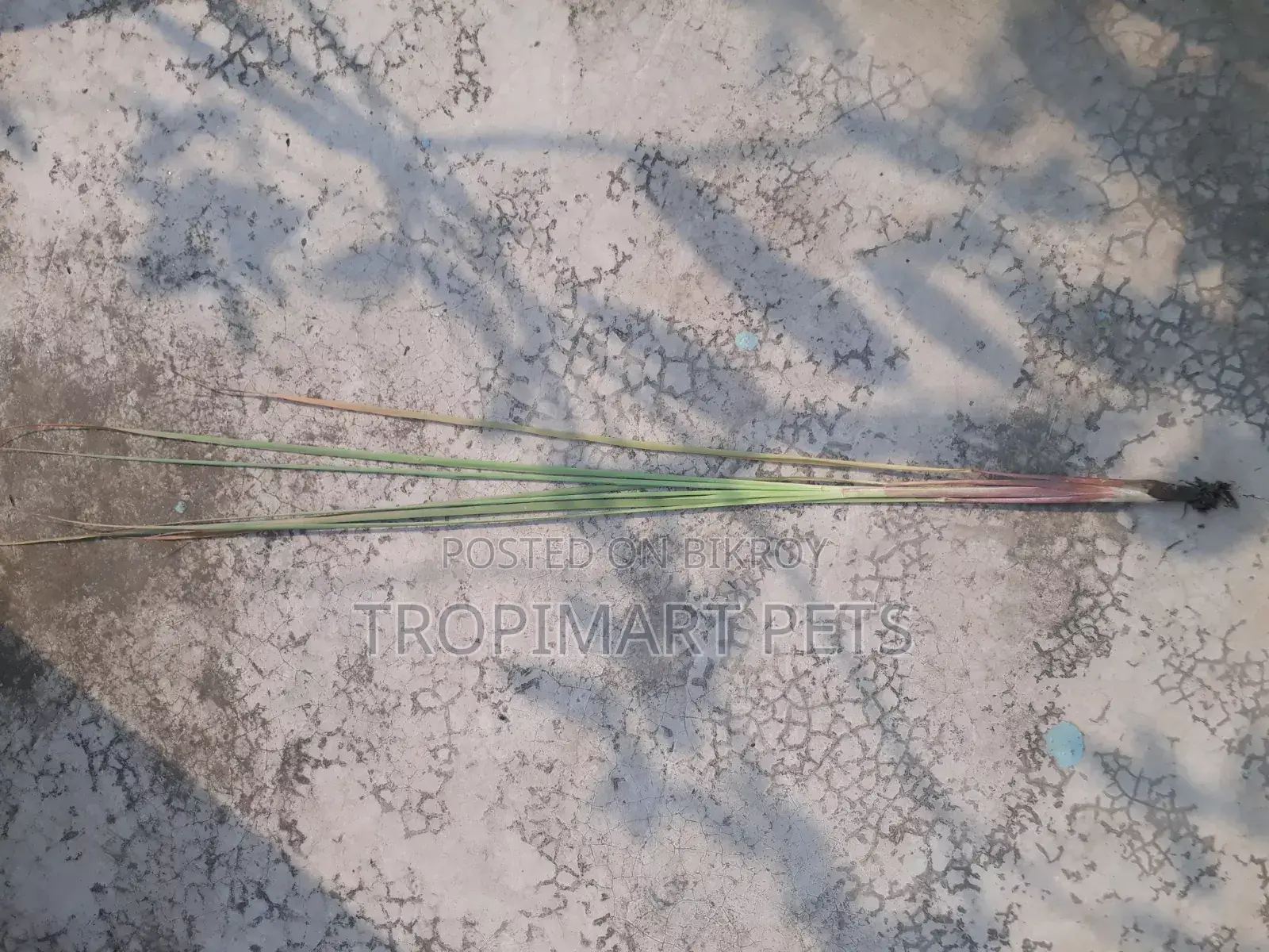 2 Pieces / Thai Leaf Plant (Thai Pata Gach). High Quality Sapling