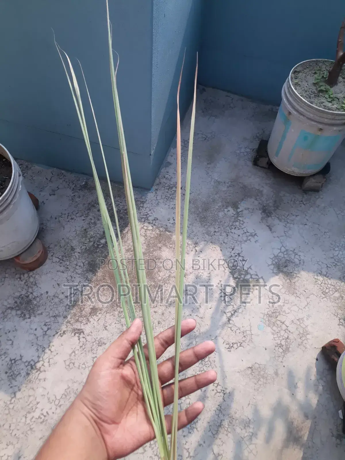 2 Pieces / Thai Leaf Plant (Thai Pata Gach). High Quality Sapling