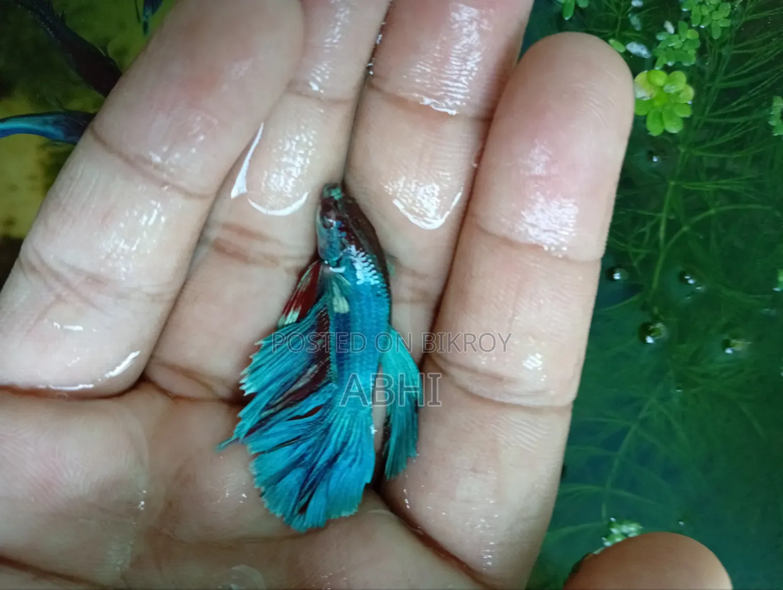Fighter Fish