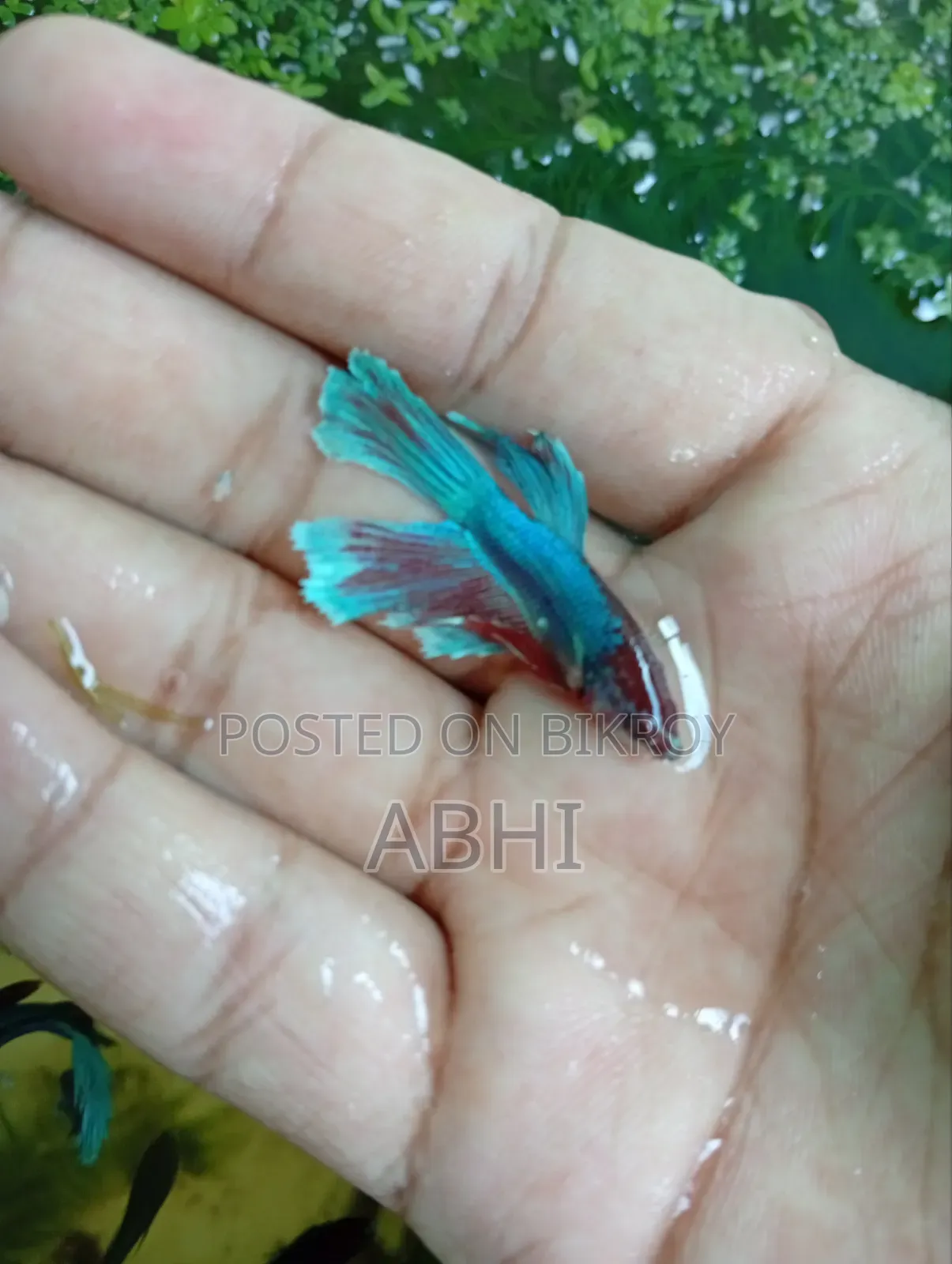 Fighter Fish