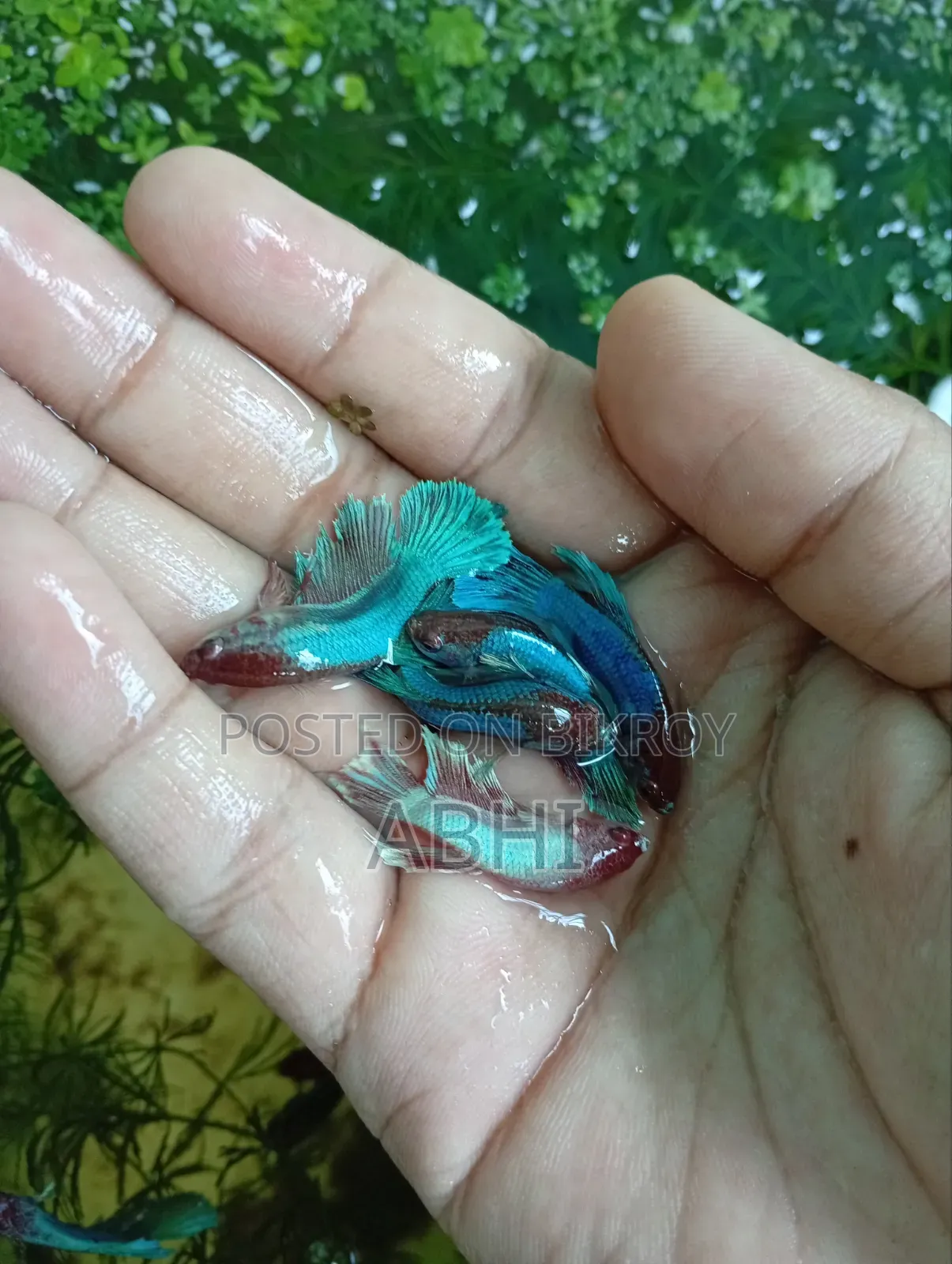 Fighter Fish