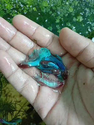 Fighter Fish
