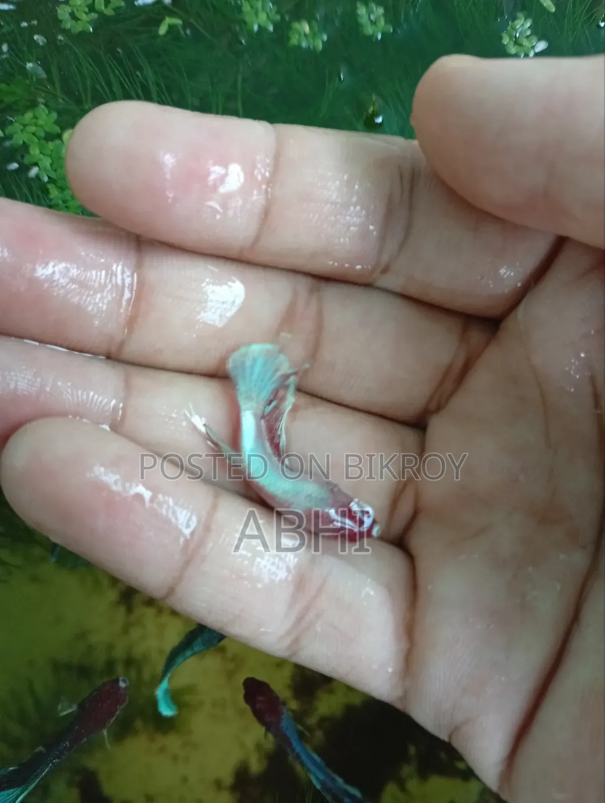 Fighter Fish