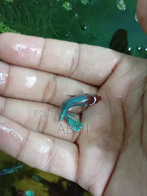 Fighter Fish