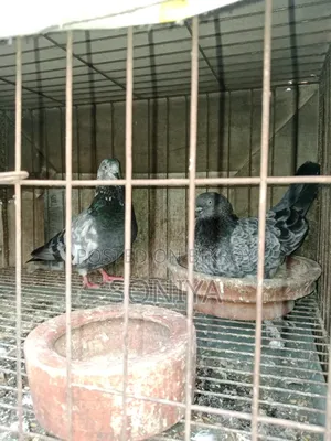 Two pairs of pigeons for sale