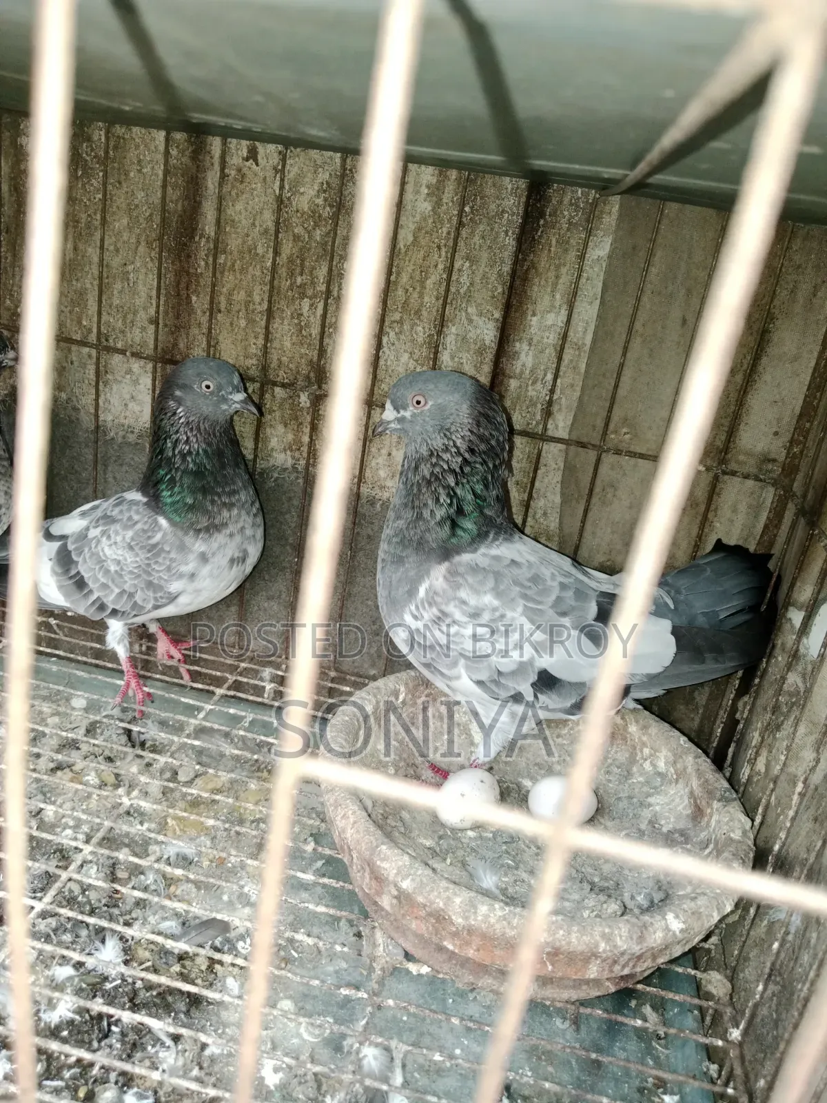 Two pairs of pigeons for sale