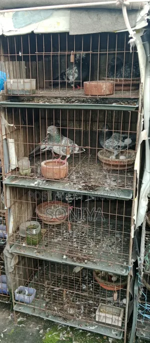 Two pairs of pigeons for sale