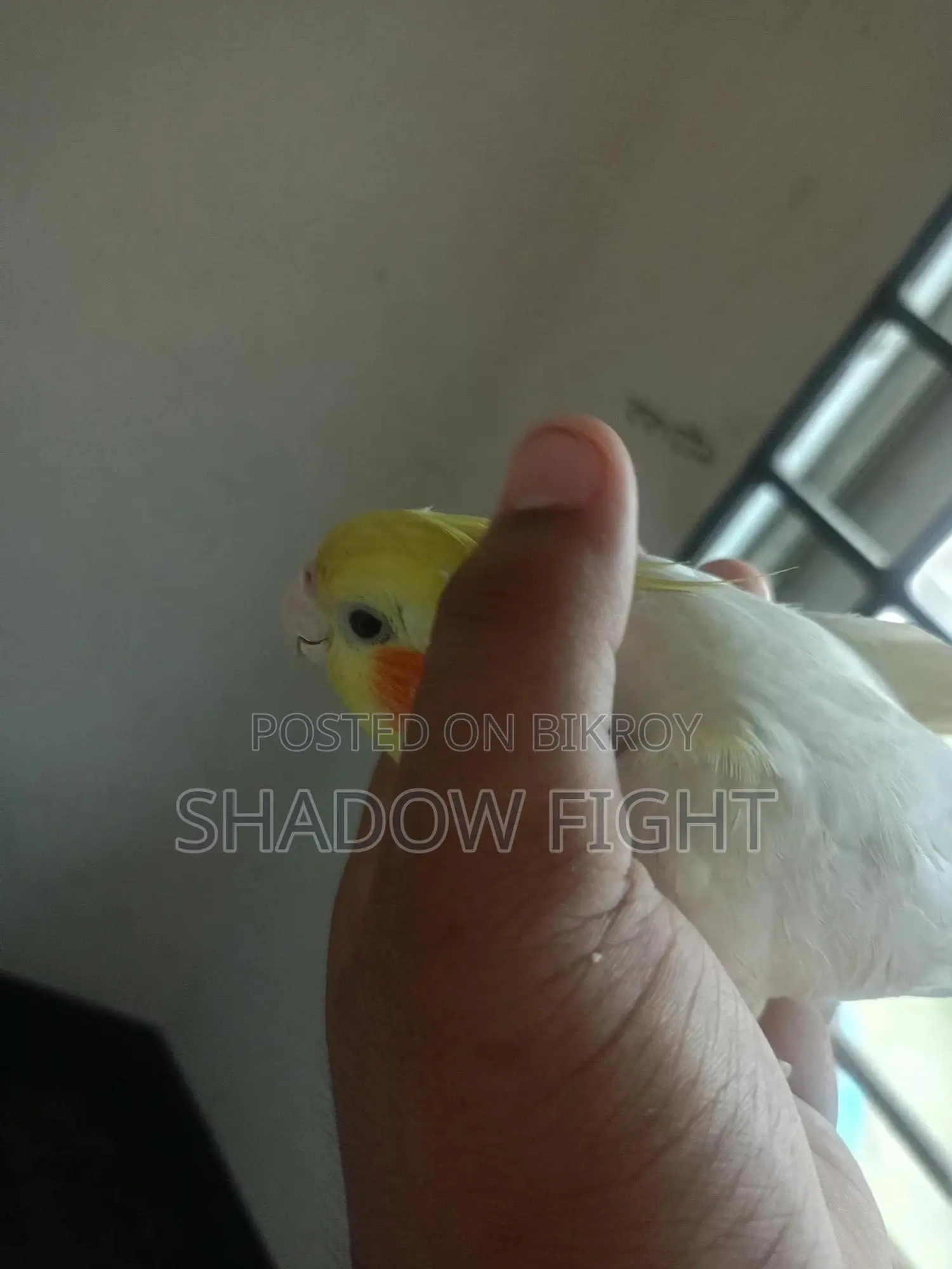 Beautiful Lutino Cockatiel Bird Full Setup with Diaper and Premium Rope