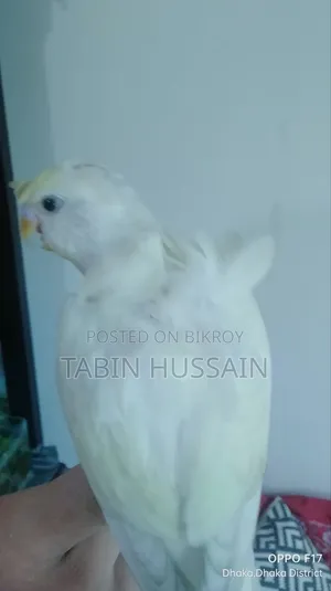 Full Tame JP Budgie