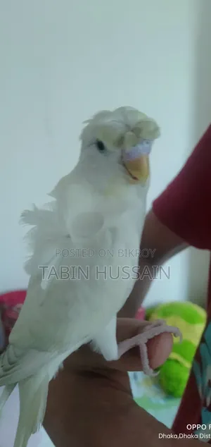 Full Tame JP Budgie