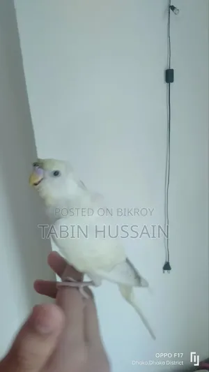 Full Tame JP Budgie
