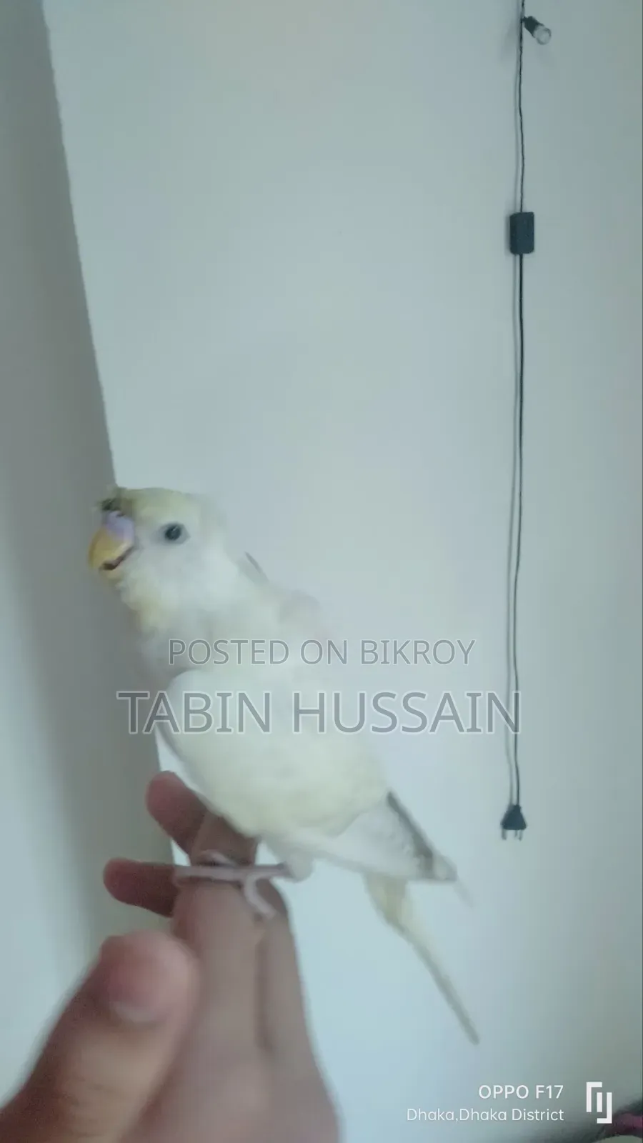 Full Tame JP Budgie