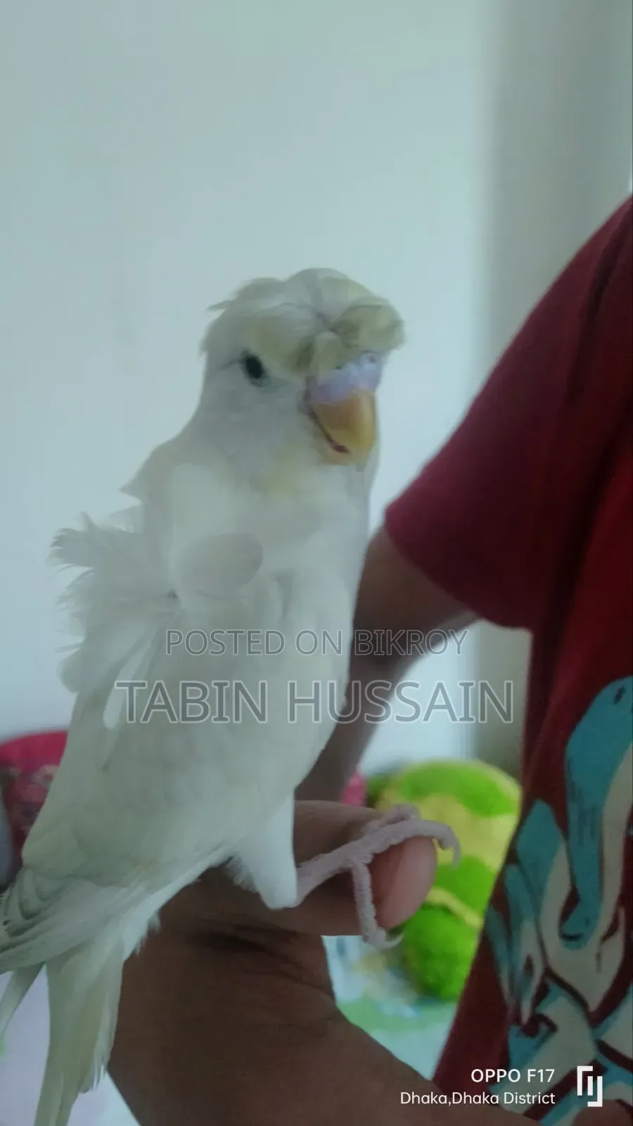 Full Tame JP Budgie