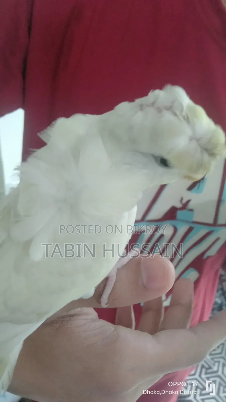 Full Tame JP Budgie