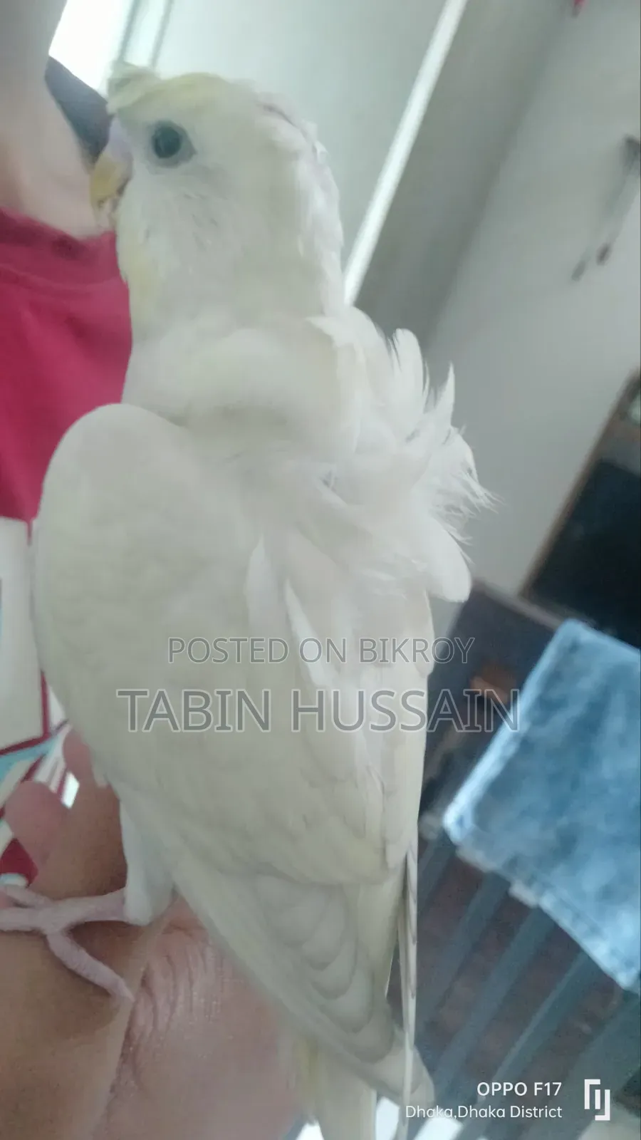 Full Tame JP Budgie