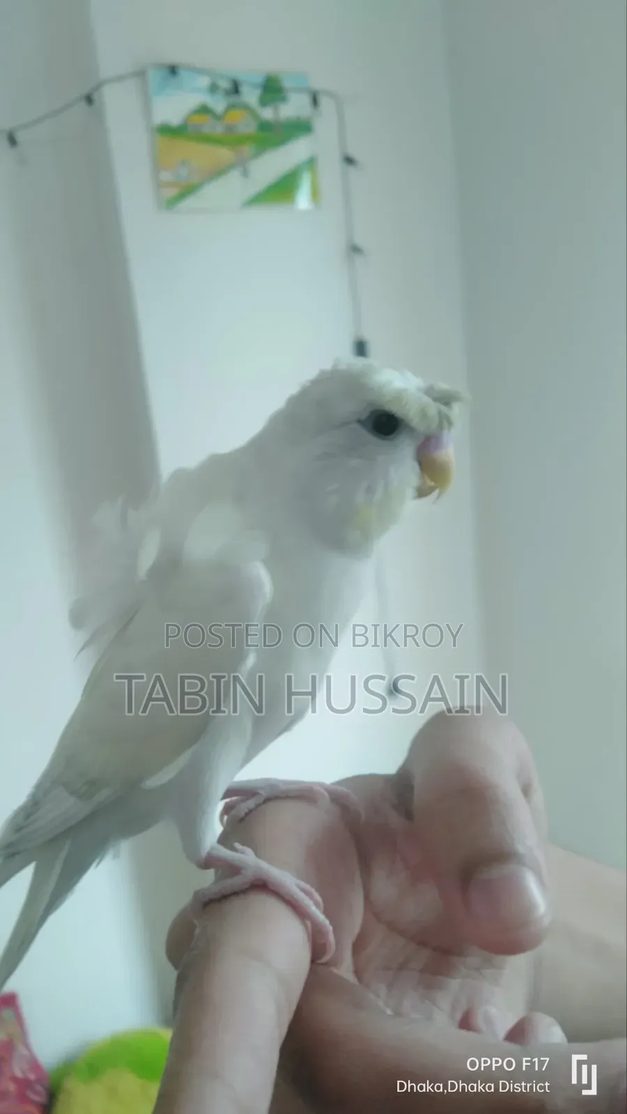 Full Tame JP Budgie