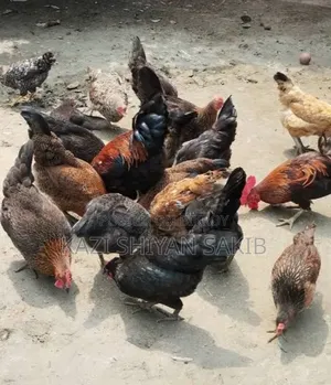 দেশী মুরগী