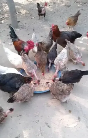 দেশী মুরগী