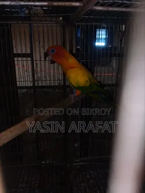 সান কুনুর উইথ ডিএনএ কার্ডস
