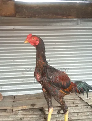Chicken for sale