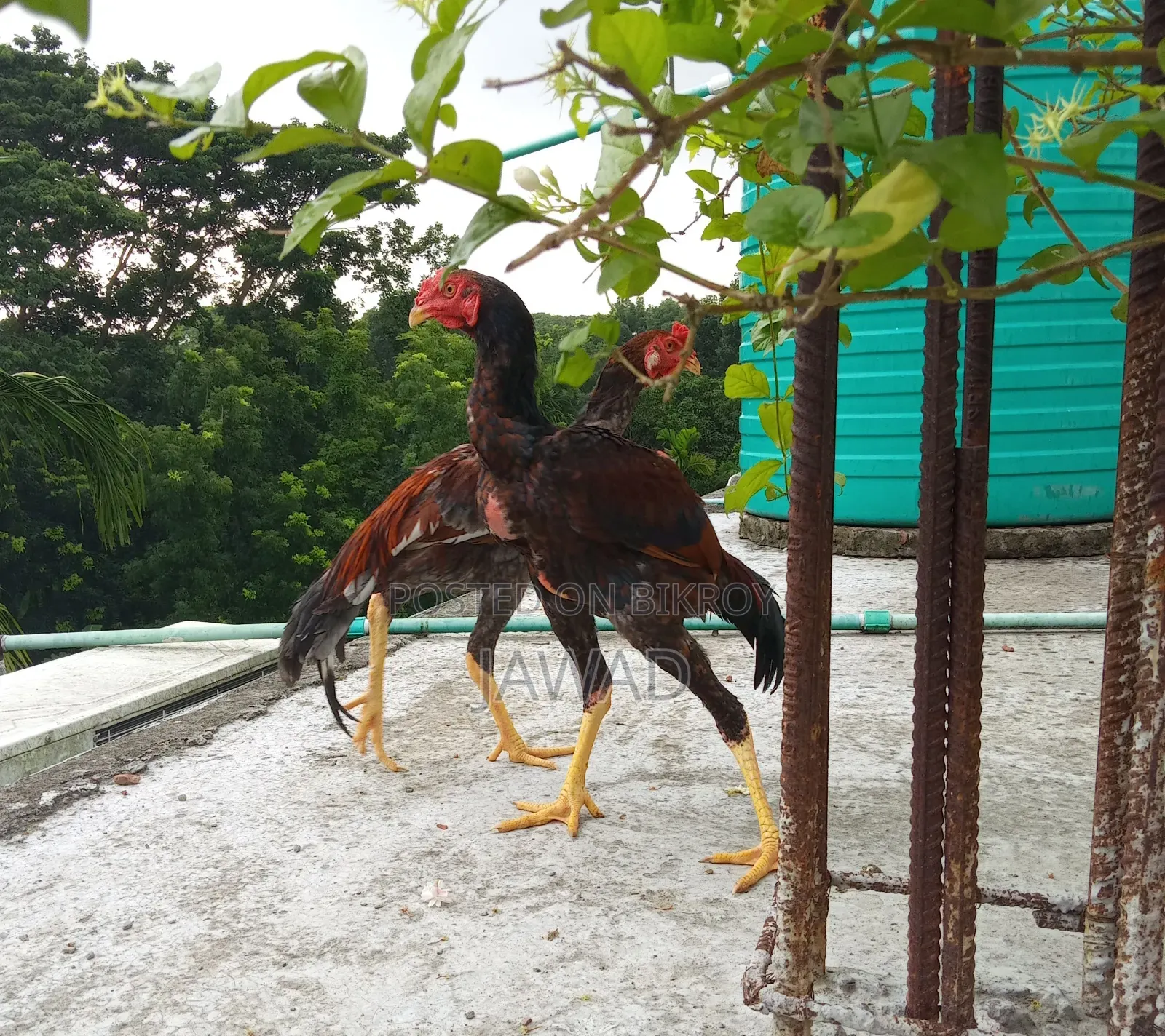 Chicken for sale