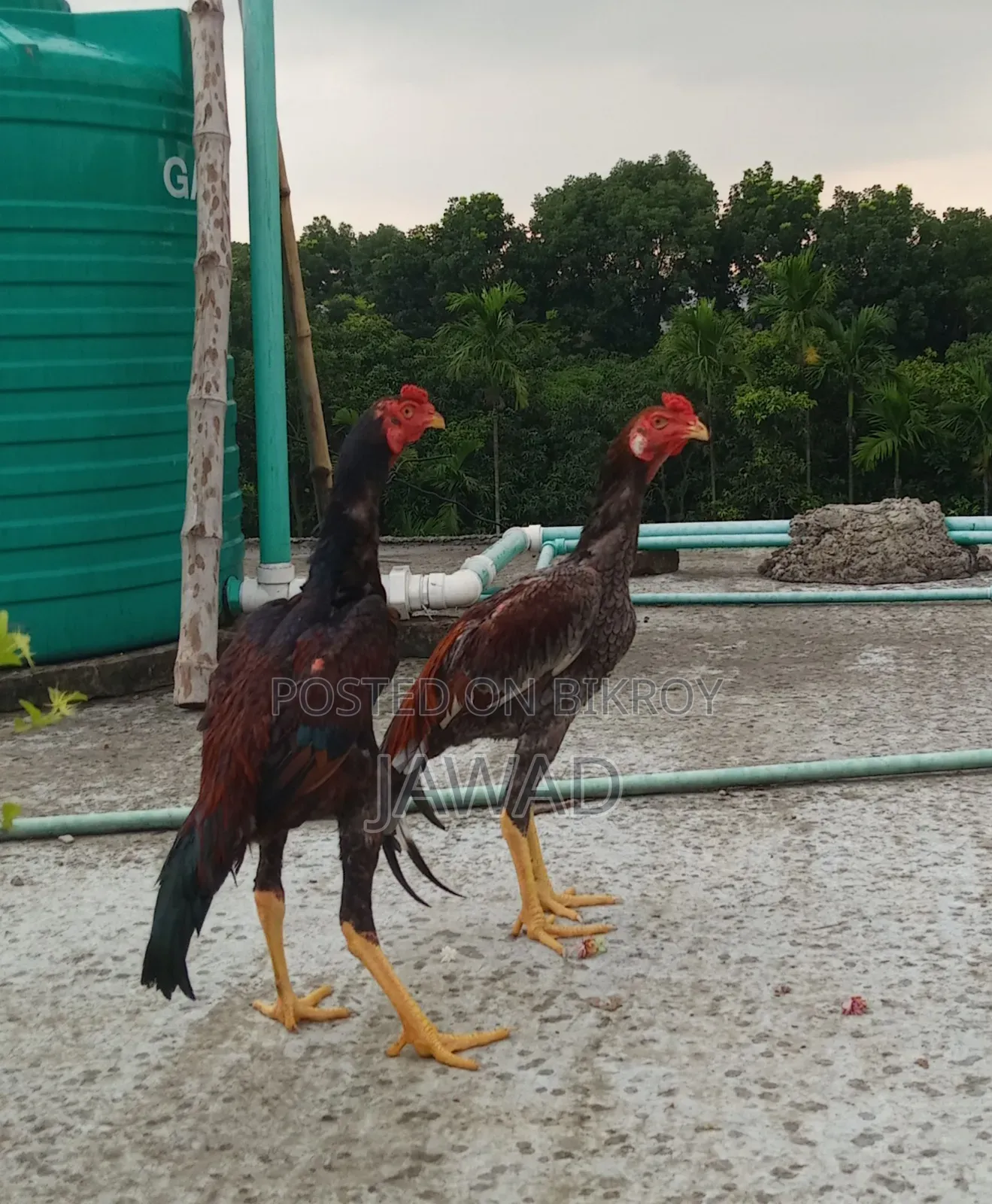 Chicken for sale