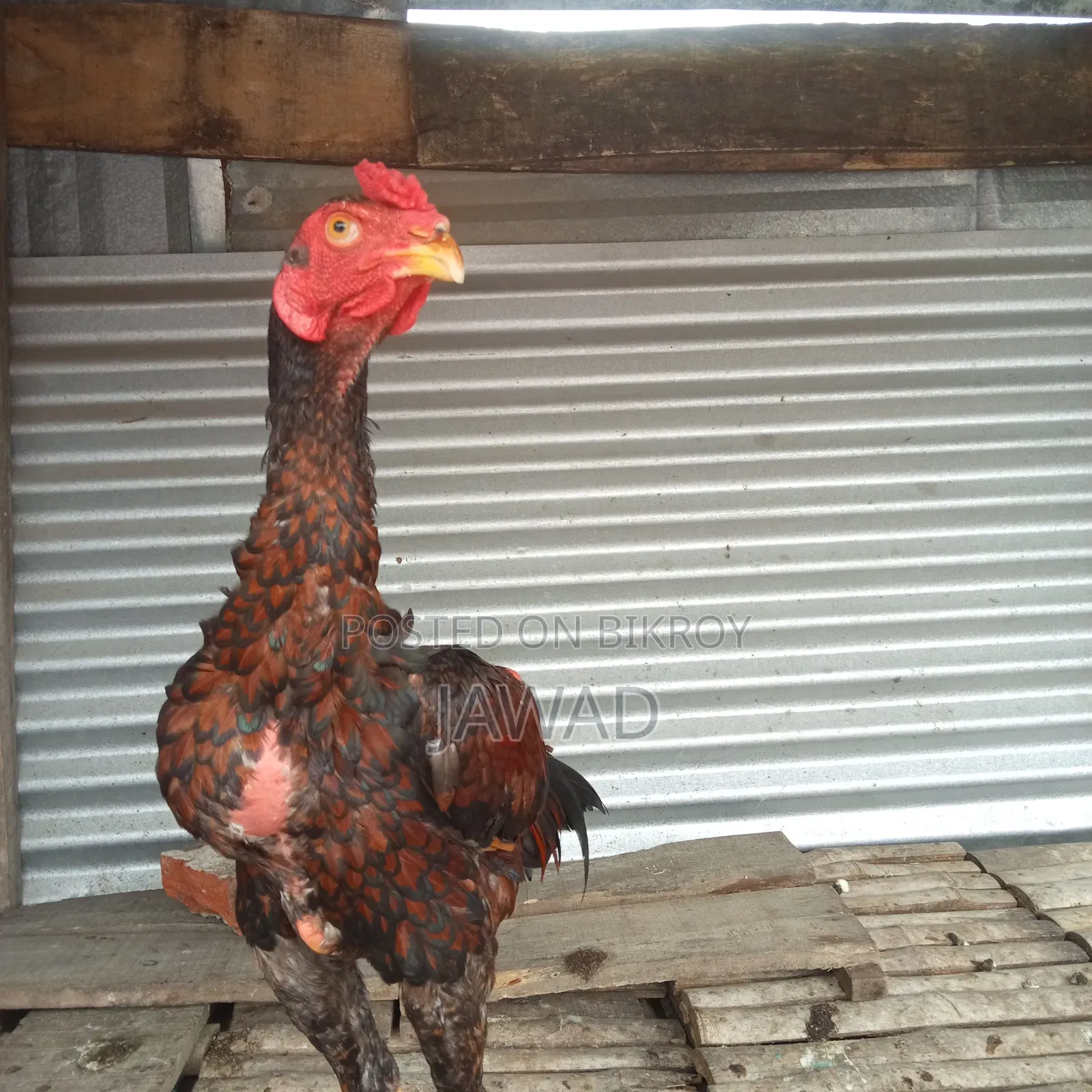 Chicken for sale