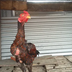 Chicken for sale
