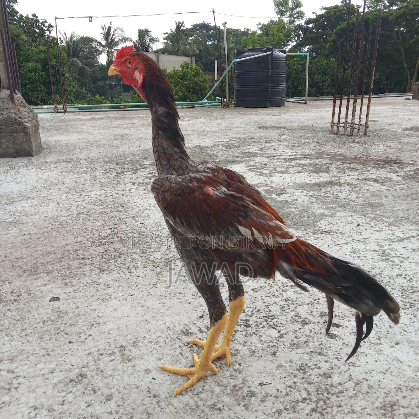 Chicken for sale