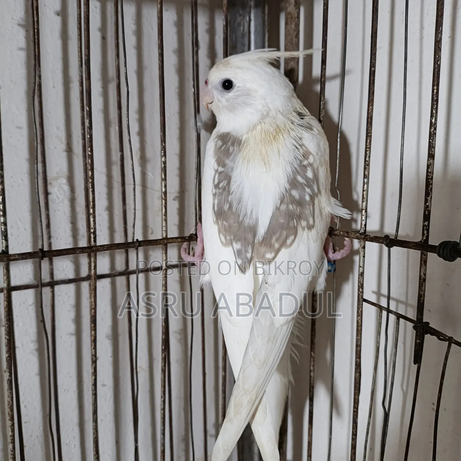 Heavy Pied Cockatiel Baby