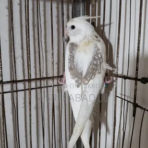 Heavy Pied Cockatiel Baby