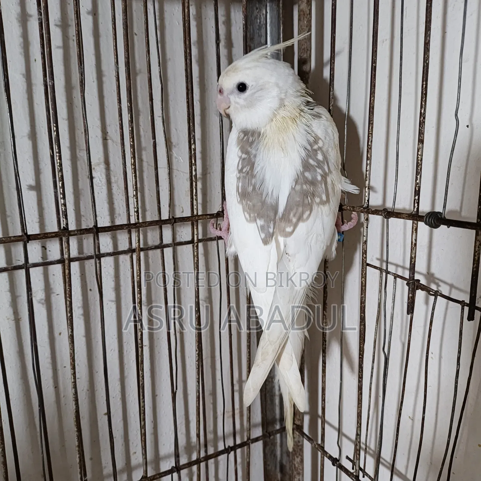 Heavy Pied Cockatiel Baby