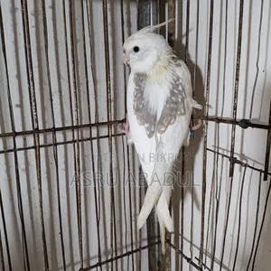 Heavy Pied Cockatiel Baby