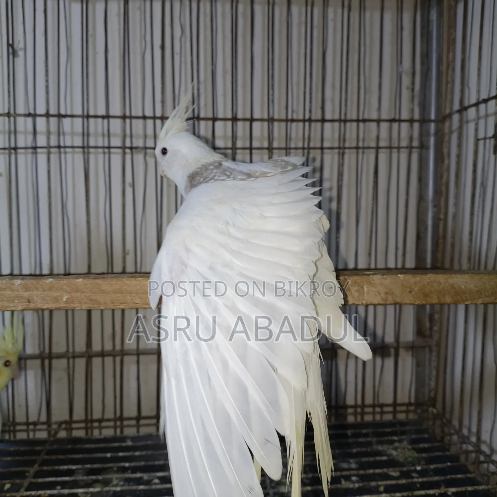 Heavy Pied Cockatiel Baby