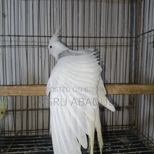 Heavy Pied Cockatiel Baby