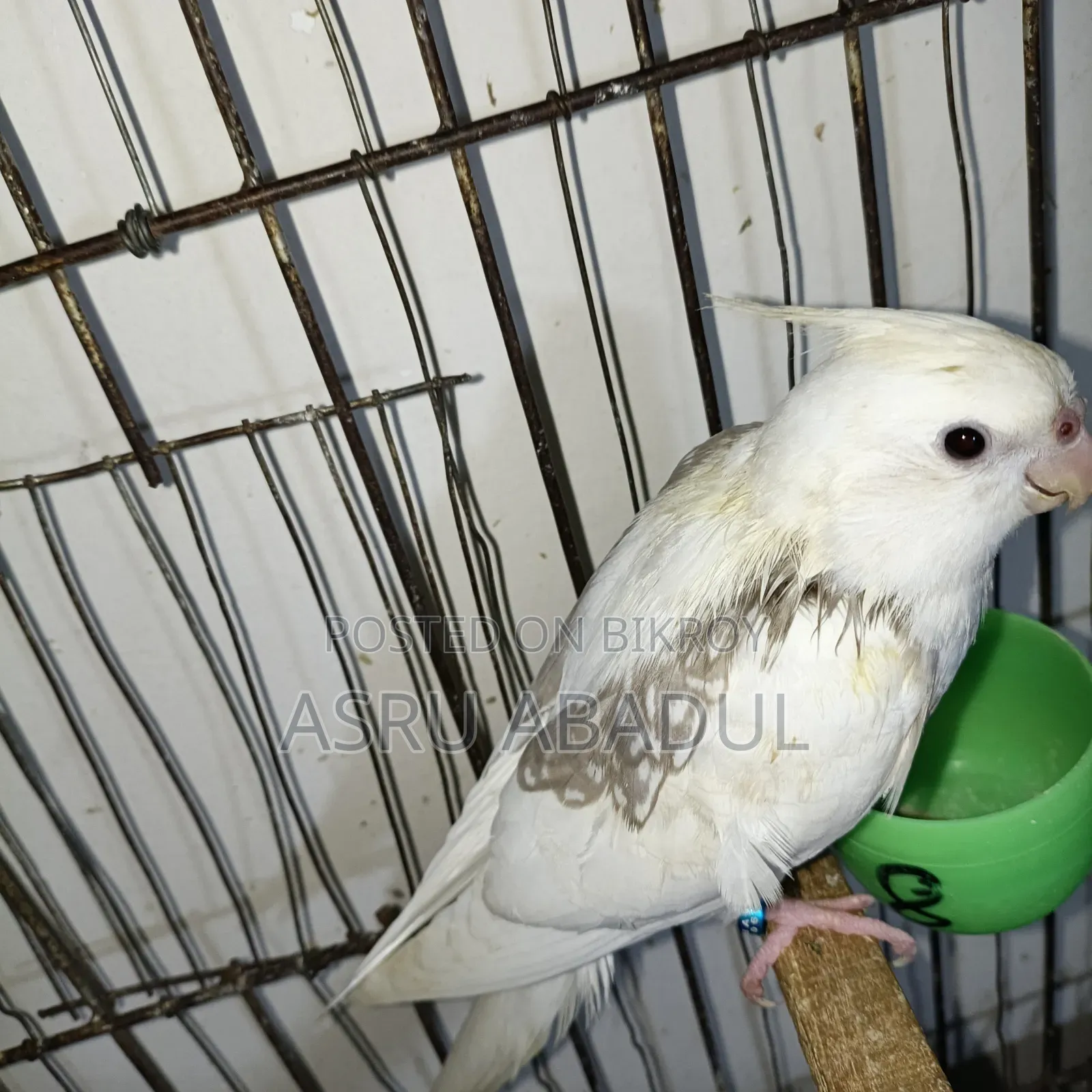 Heavy Pied Cockatiel Baby