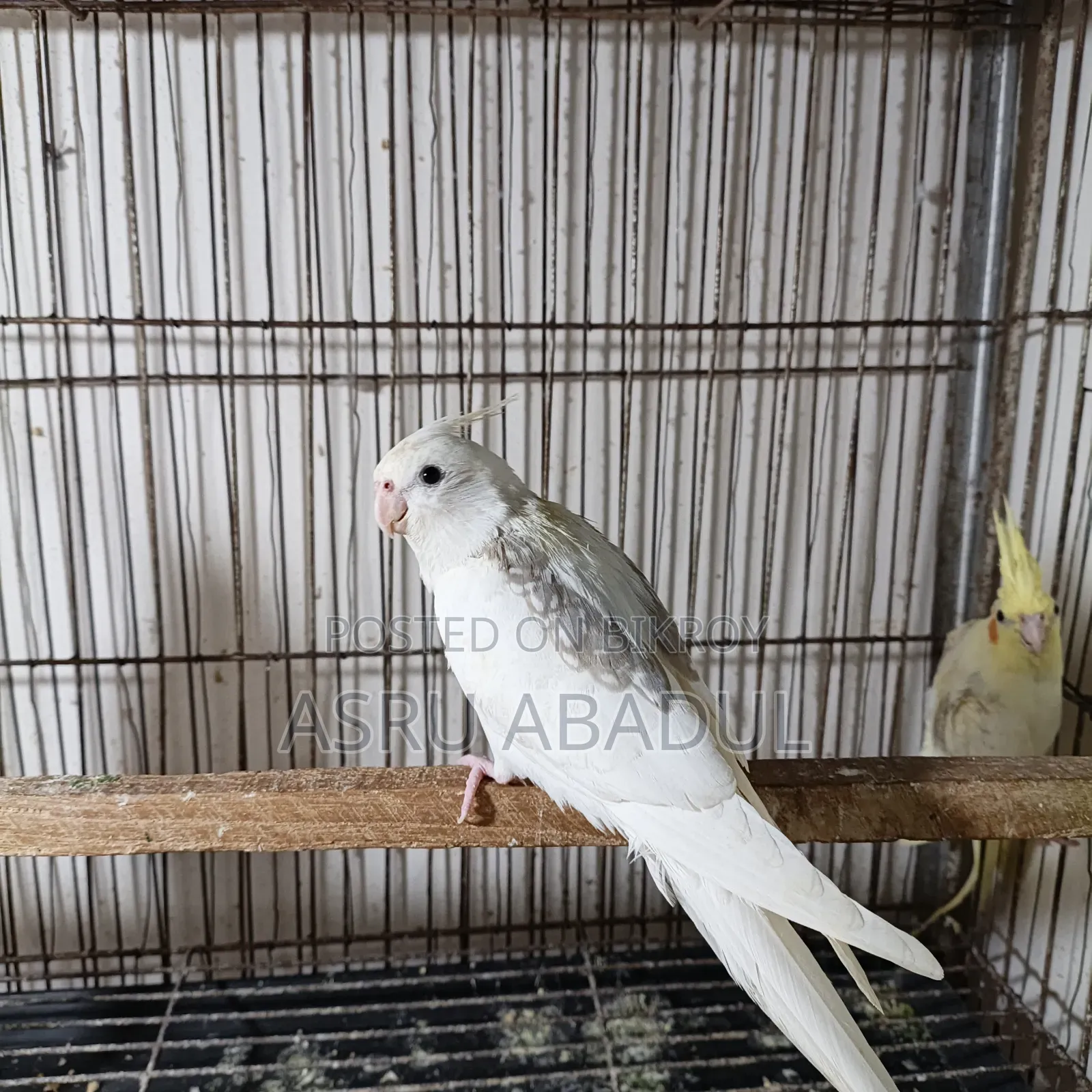 Heavy Pied Cockatiel Baby
