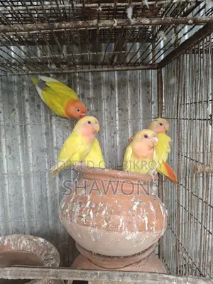 লাভ বার্ড/ Love Bird