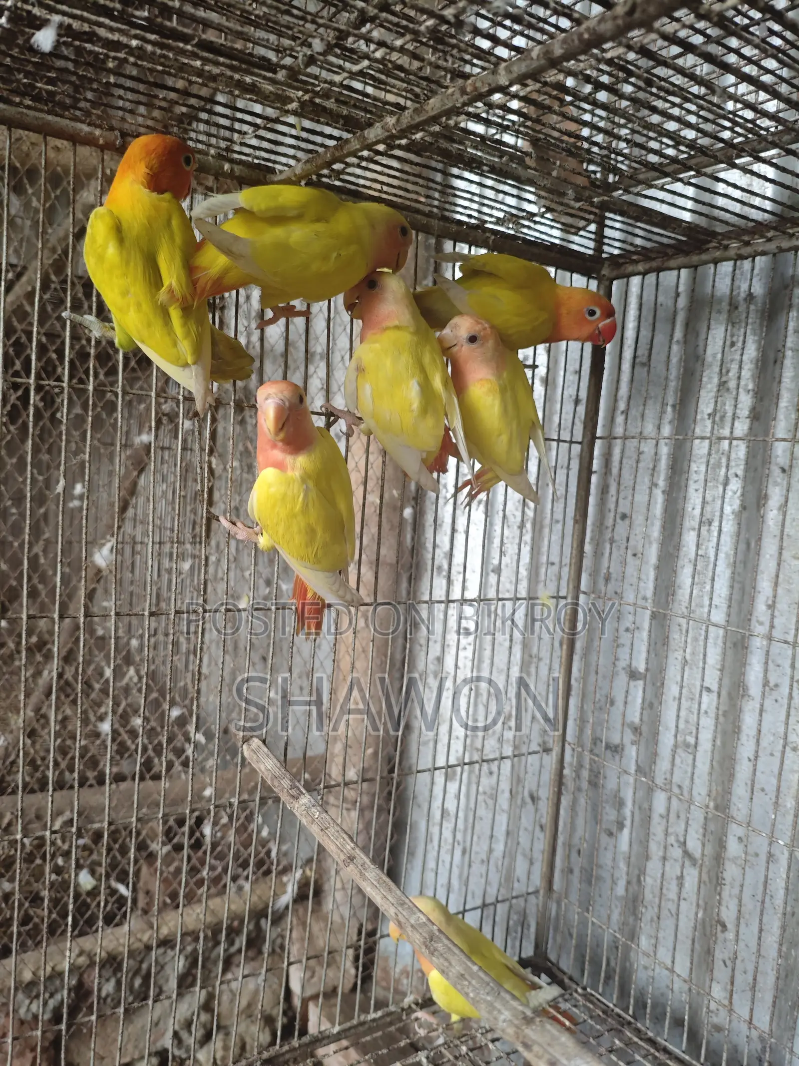 Love Bird