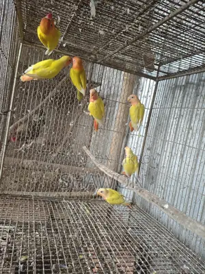 Love Bird