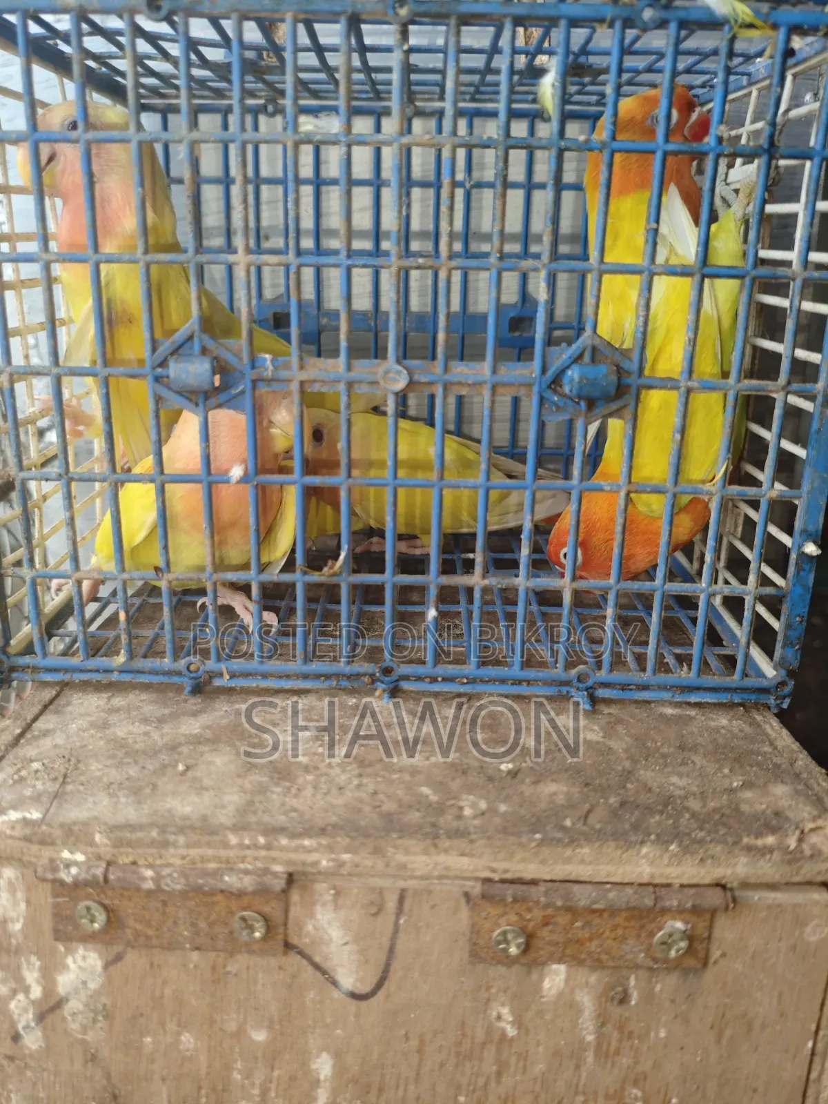 Love Bird