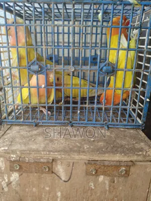 Love Bird