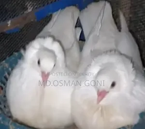 Bombay Pigeon Baby