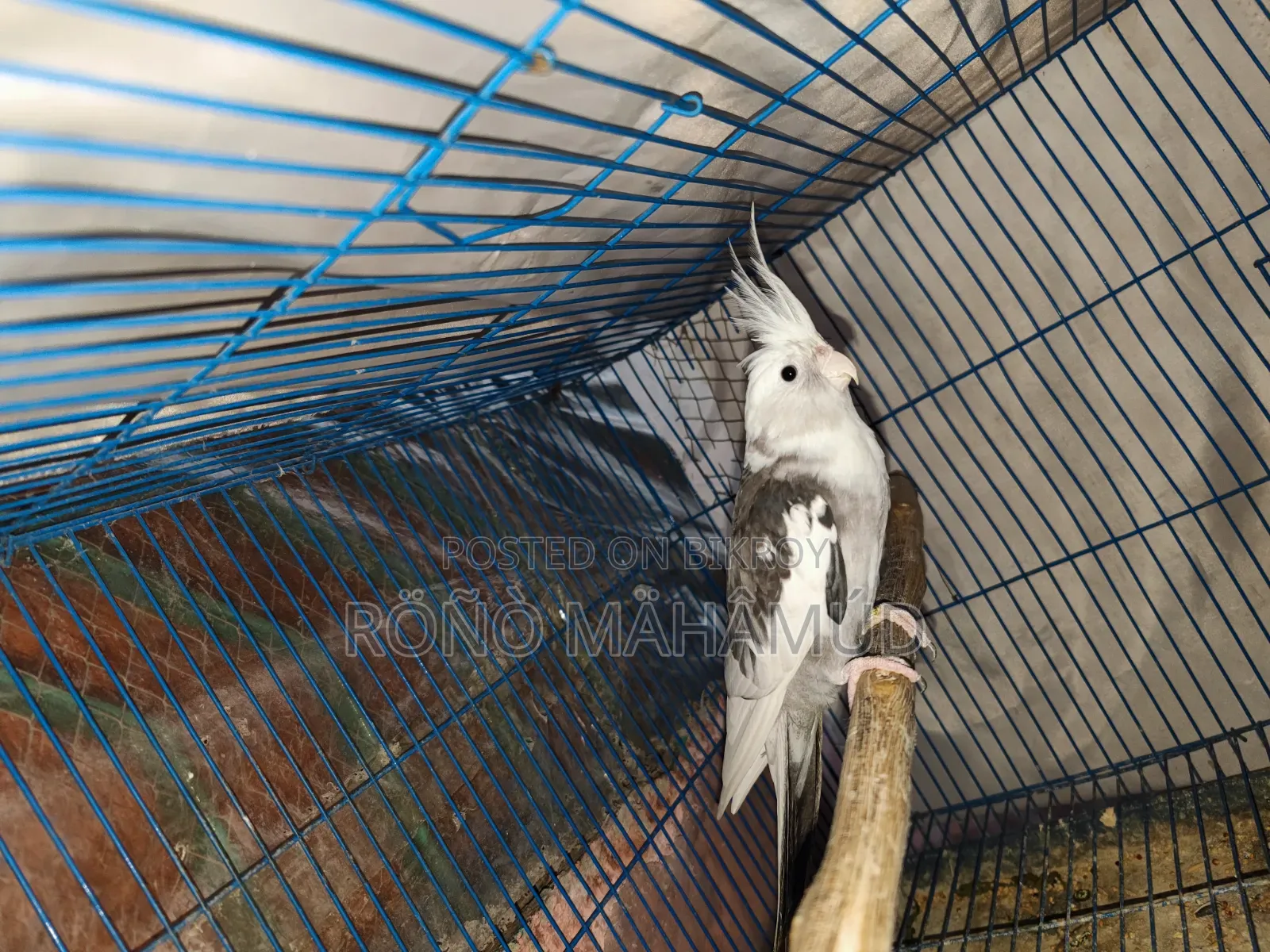 Tamed Bird 2 Years Old