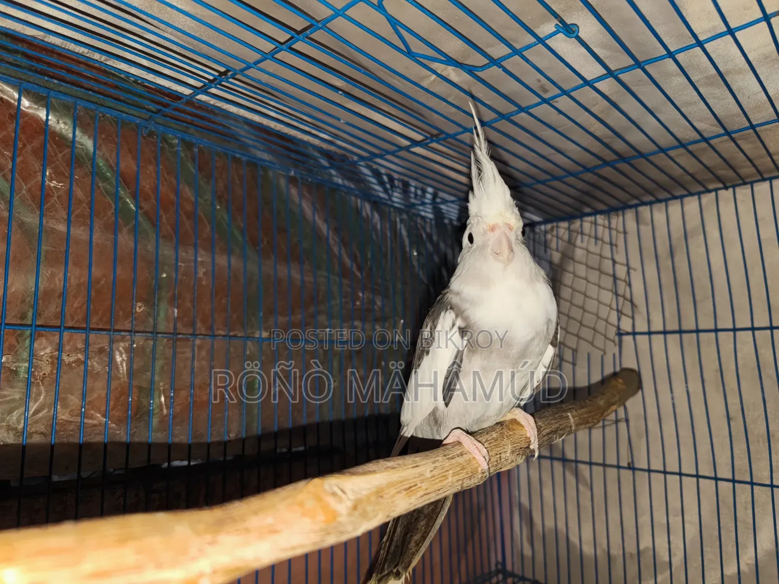 Tamed Bird 2 Years Old