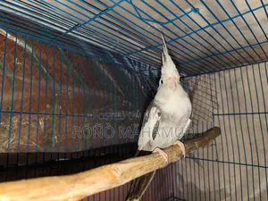 Tamed Bird 2 Years Old