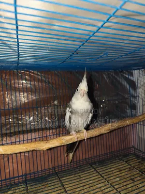 Tamed Bird 2 Years Old