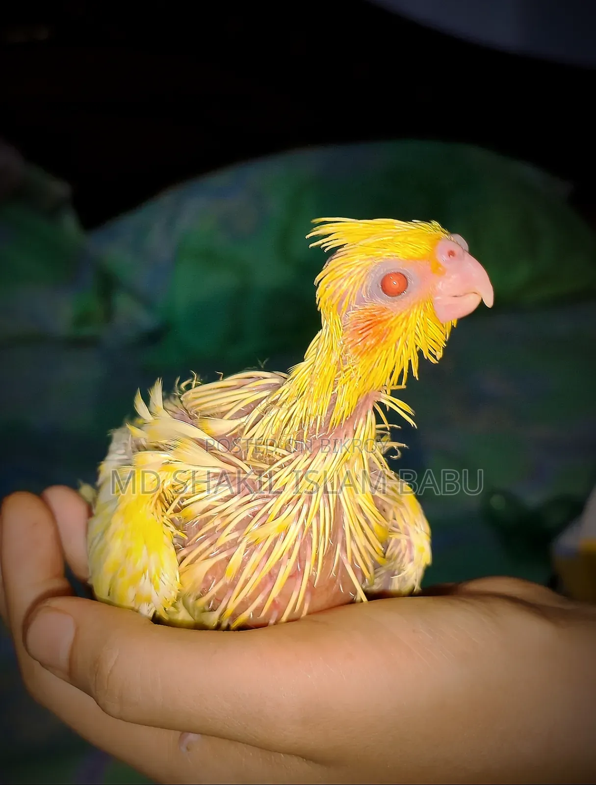 Cockatiel Baby