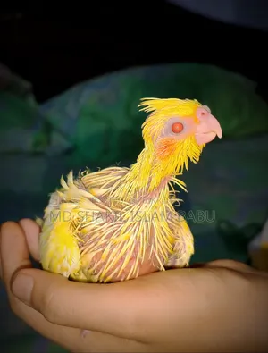 Cockatiel Baby