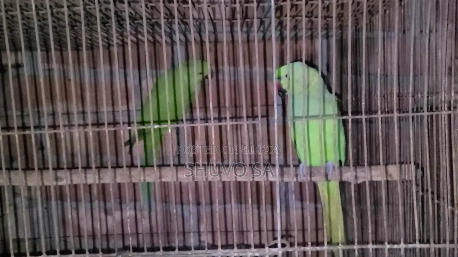 Ringneck Parrot